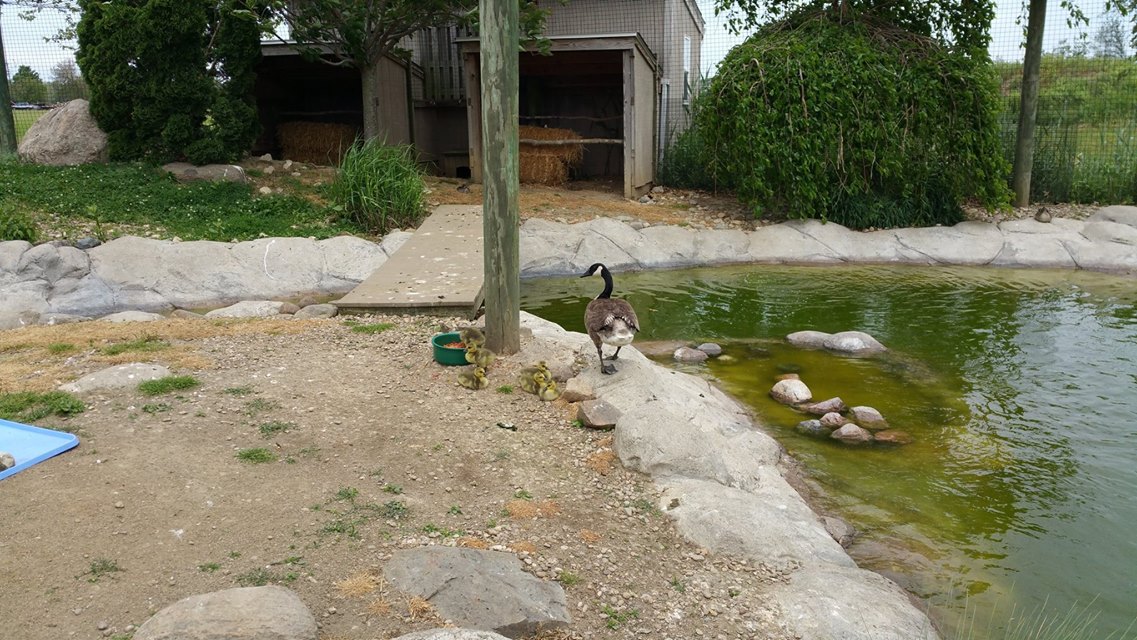 鹅妈妈在火灾中失去了孩子，但不久它又以另一种方式重拾心中所爱