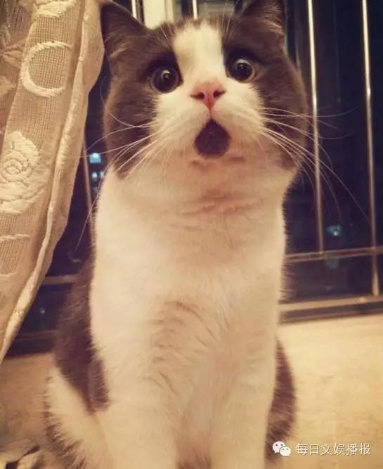 罗志祥女友有钱吗,罗志祥和相恋8年的网红女友