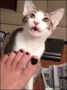 老坛酸菜用脚踩是什么工序,用我的脚踩过的老坛酸菜你会吃吗