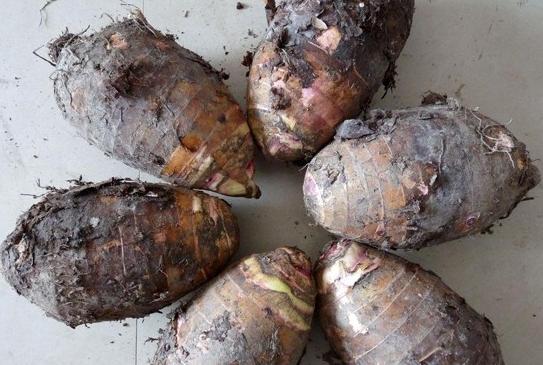 和珅和刘墉吃芋头被贬,和珅刘墉君臣斗故事