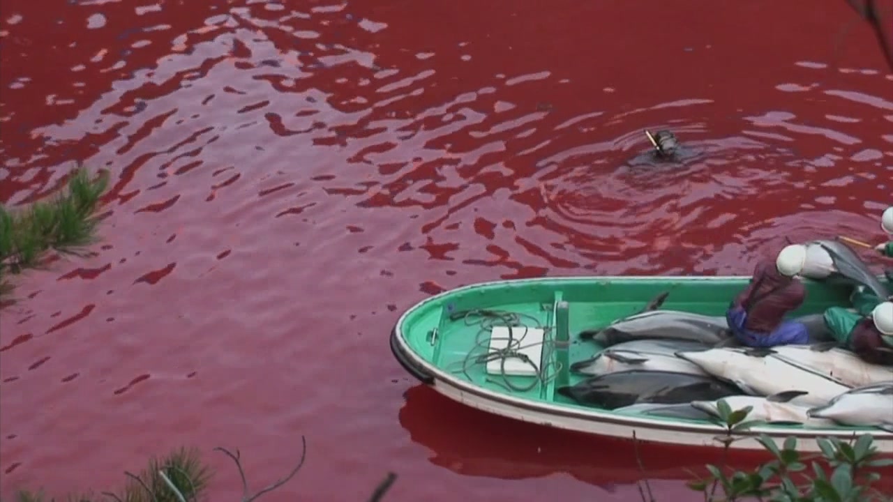 日本拒绝入境经历,日本海豚湾纪录片完整版
