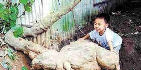 中药知识必学百合,中药知识必学僵蚕