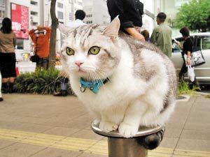 母猫老是很可怜的叫怎么办,母猫有哪些必须要预防