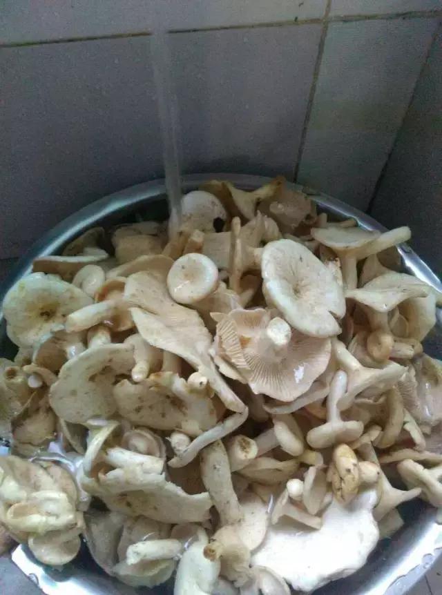 那一场刻骨铭心的毒菌风波