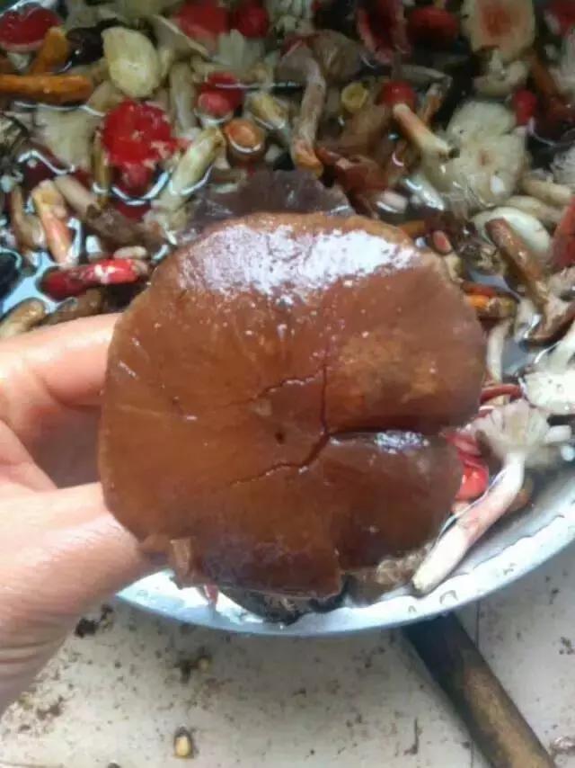 那一场刻骨铭心的毒菌风波