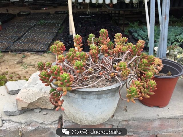 当多肉普货养出颜值，让所谓的韩货欧货都羞涩万分！