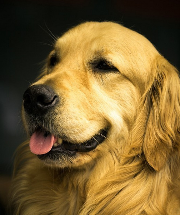 曾经通州的名片梨园狗市即将搬迁,狗狗们将何去何从?