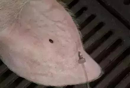 图文详解：猪的全部注射给药方法和注意事项