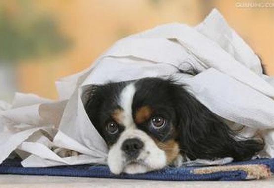 狗狗怎么吃纸巾,狗为什么只吃纸不吃狗粮