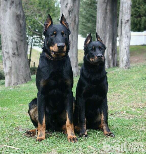 什么品种狼犬性格最好,威武霸气的狼犬