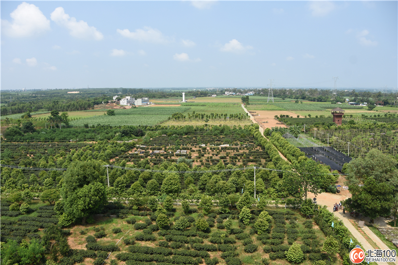 周末去哪儿玩？小编带你去合浦七里香茶庄园和石康镇“小村故事”