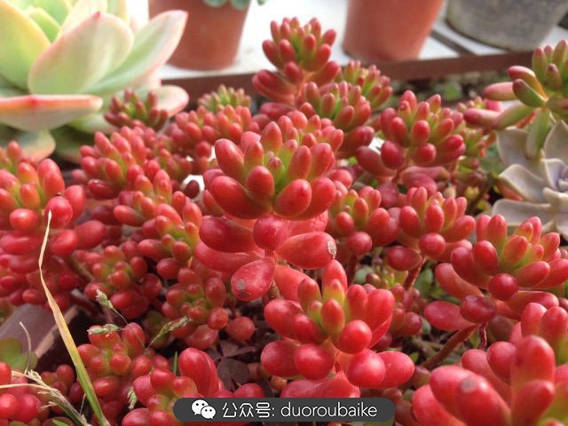 当多肉普货养出颜值，让所谓的韩货欧货都羞涩万分！