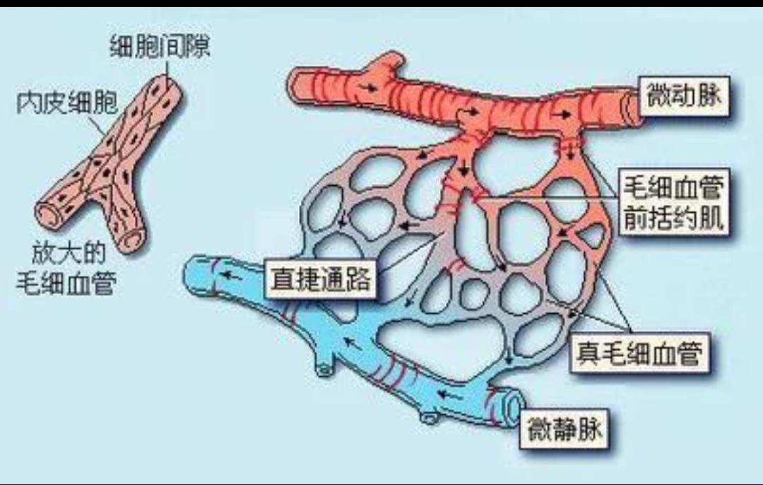 人的微循环障碍改善表现,微循环障碍对人体的影响