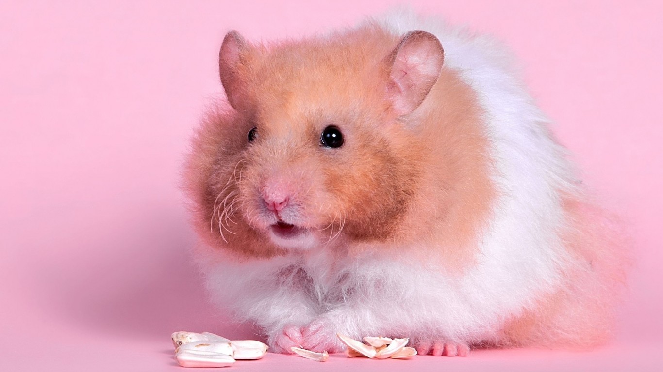 适合学生党的可爱活泼小仓鼠,学生党的小型仓鼠10元