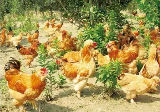 北京正大蛋鸡品种,农京1号蛋鸡