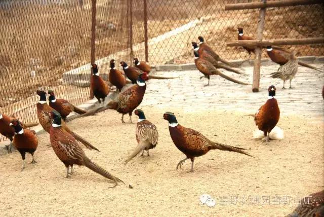 感恩教师节景区活动,感恩教师节门票优惠政策