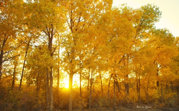 成都自驾额济纳旗攻略,额济纳旗深度游旅行攻略