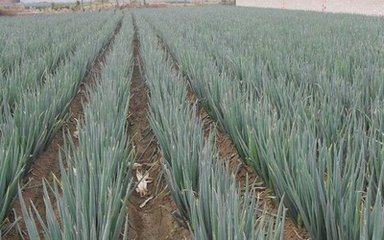 北方冬季大葱腐烂了怎么处理,怎样防治大葱雨后腐烂病