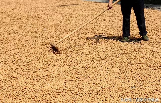 “绩溪大帝国”的英雄,爸妈喊你回家打山核桃啦