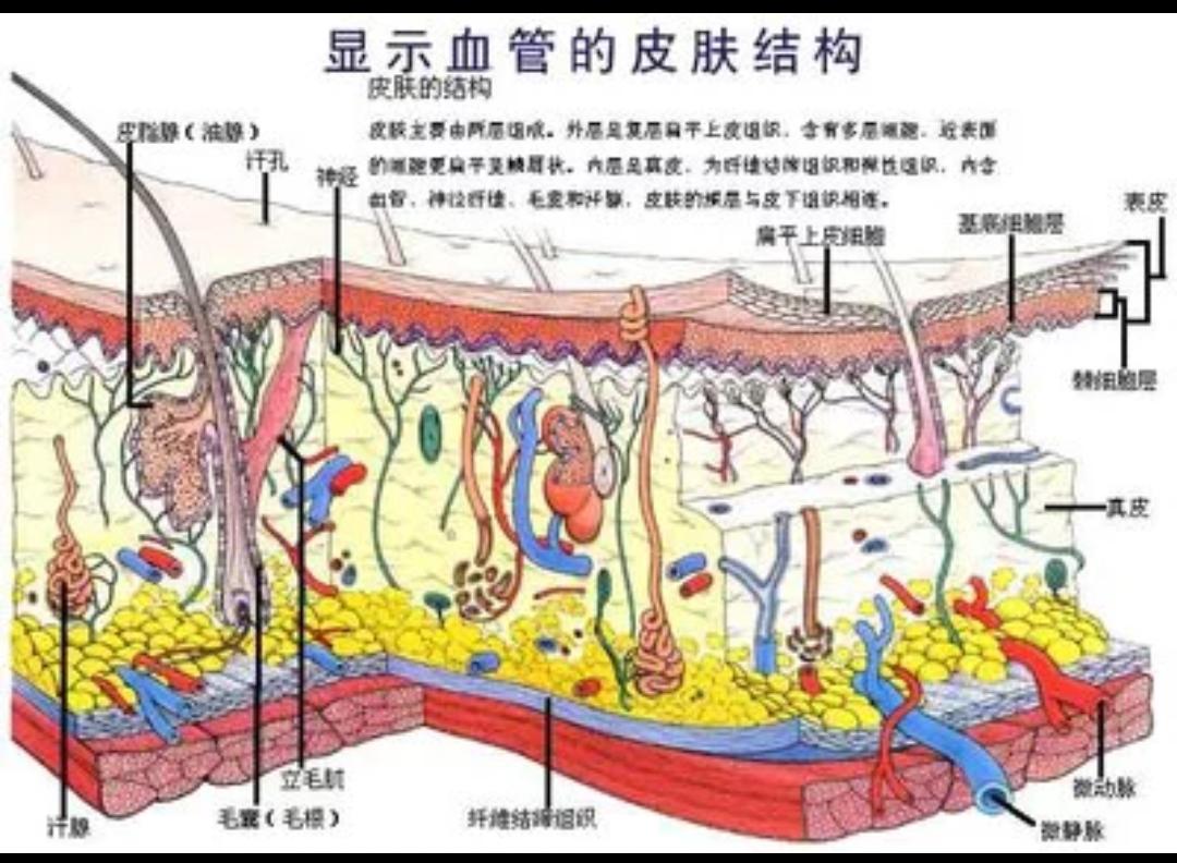 人的微循环障碍改善表现,微循环障碍对人体的影响