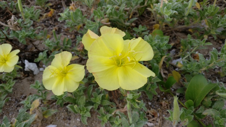 一加手机3实际使用感受,刚发布的一加3怎么样