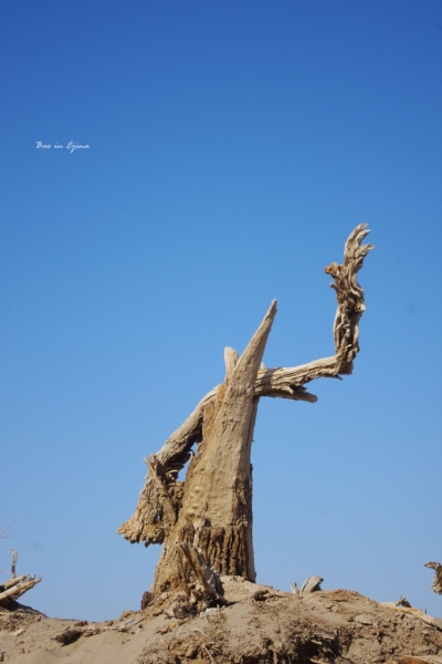 成都自驾额济纳旗攻略,额济纳旗深度游旅行攻略