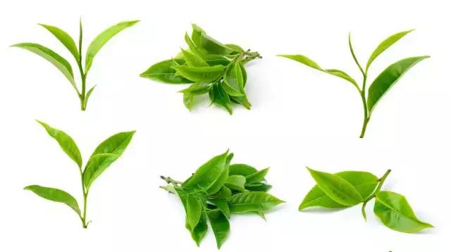 澳洲星期四农庄茶树祛痘香皂,星期四农庄茶树精油能祛痘印吗