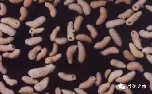 羊各种寄生虫图片及用药,羊有几种寄生虫怎么治