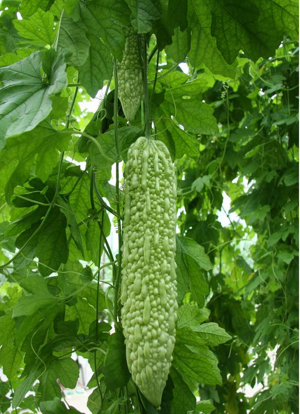 苦瓜炒饭制作方法,苦瓜木耳炒肉