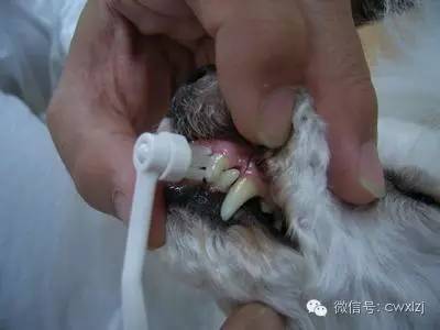 狗狗有口臭是什么原因,老年狗狗口臭是什么原因