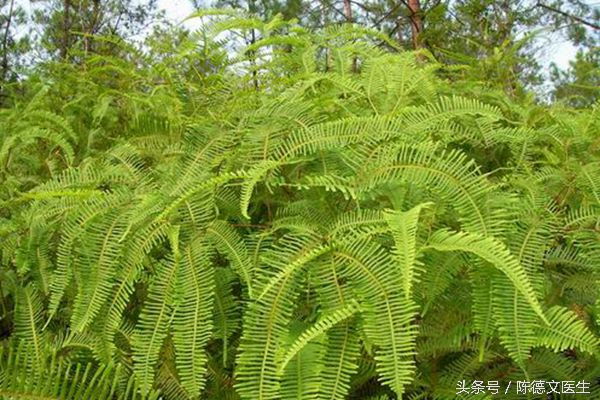 耳洞发炎有脓怎样安全让它长回去,耳洞发炎红肿化脓什么样子