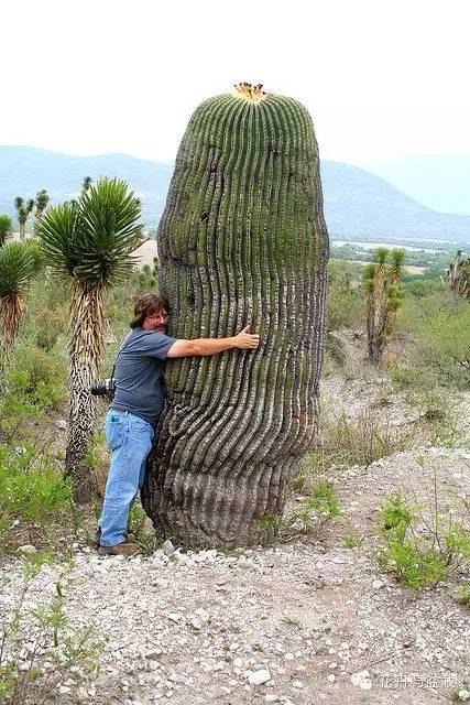 仙人球最常见的品种，你能认识几个？