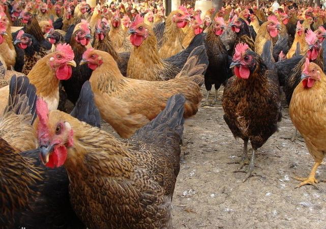 养鸡遇到的烦心事,养鸡为什么会头痛
