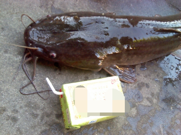 臭水塘里钓塘鲺，2分钟一条，钓多少都是扔掉