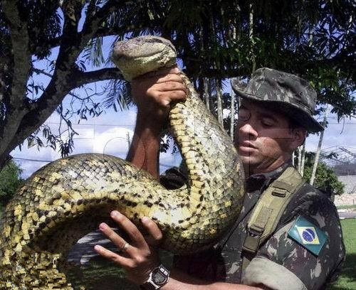 世界上真正的最大的蛇有多大,世界体型最大的蛇前十名排名