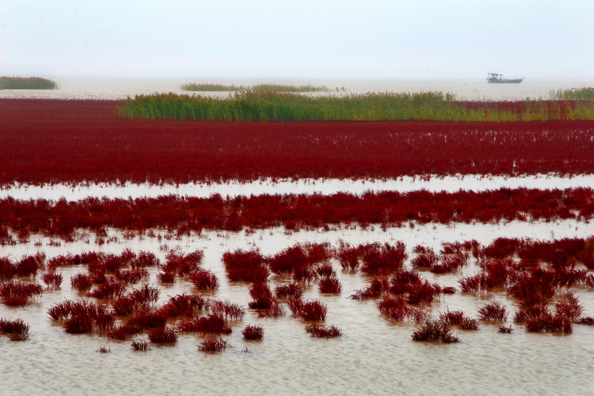这个秋季，来东营赏红毯，看大黄鸭，品大闸蟹！