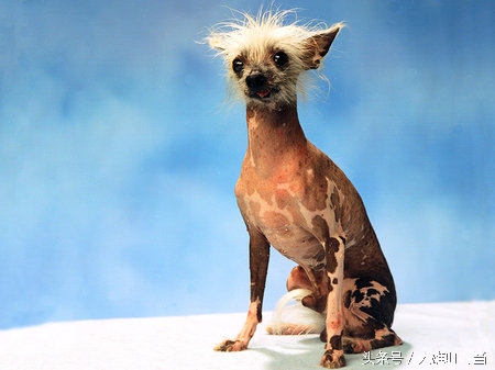 最丑狗狗,你见过世界上最凶的狗吗