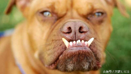 最丑狗狗,你见过世界上最凶的狗吗