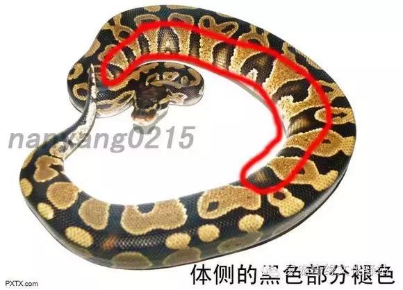 球蟒基因组合大全,球蟒基因品系图鉴下载