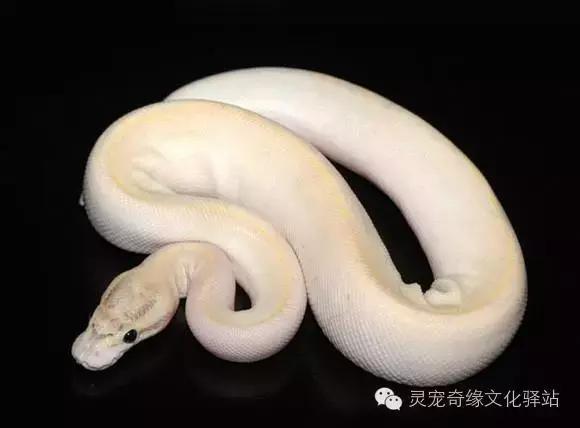 球蟒基因组合大全,球蟒基因品系图鉴下载