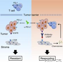 JCO：肿瘤免疫疗法新证据、新希望