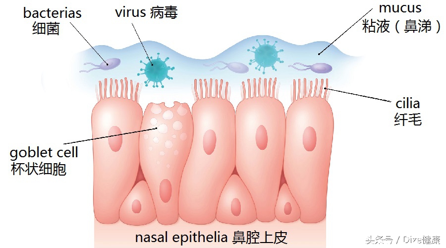 冬天不停流鼻涕鼻涕颜色还有点红,感冒一直流鼻涕原理