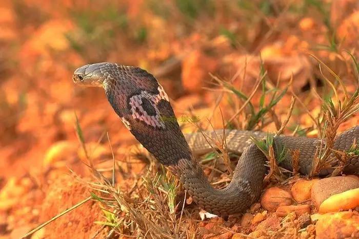 恐怖诡异的五步蛇,惊现两条巨型五步蛇
