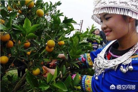 橙子的简介及作用,登乐现场女主唱橙子简介