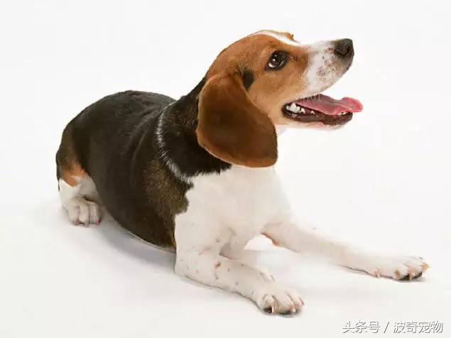 狗狗品种大全图片及简介,狗狗的所有类型品种大全介绍