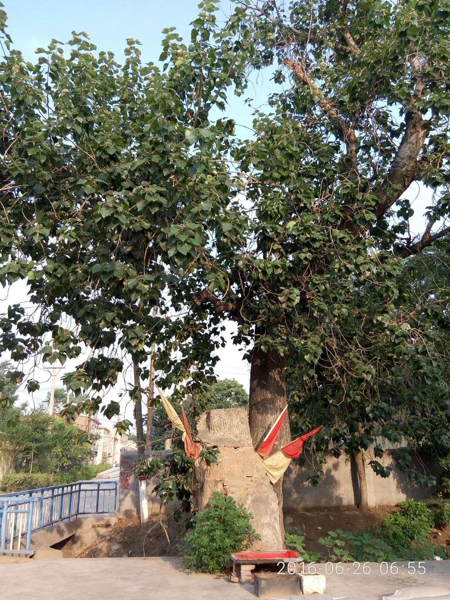 河南千年以上的古树在哪里,安阳十大奇特古树