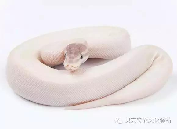 球蟒基因图鉴入门,球蟒基因品系大全