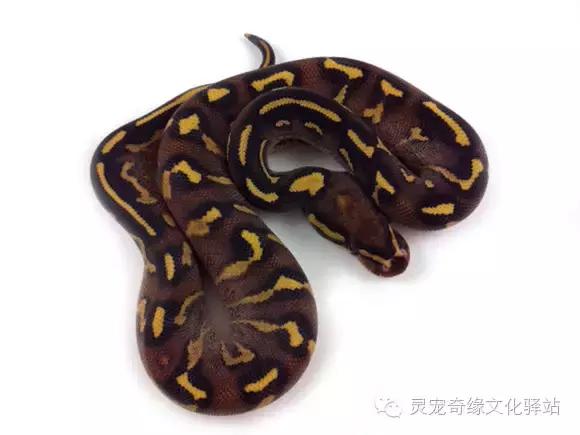 球蟒基因图鉴入门,球蟒基因品系大全
