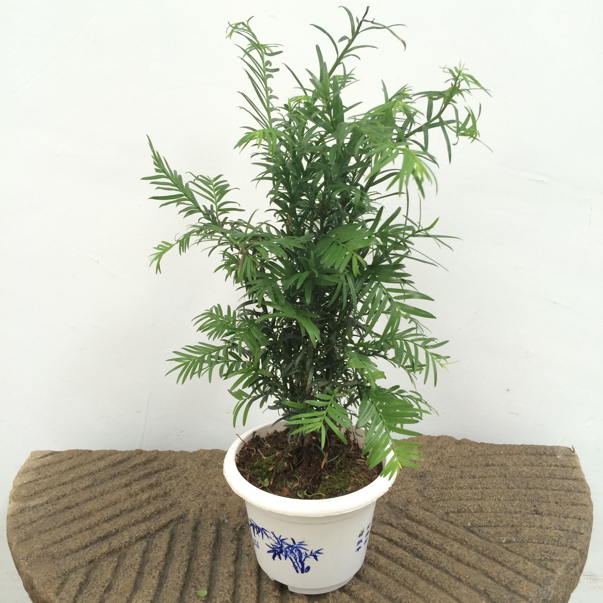 红豆杉裸根栽培视频,红豆杉苗木栽培技术