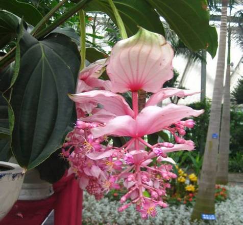 地球上那些奇异的花儿，特别的花送给特别的你